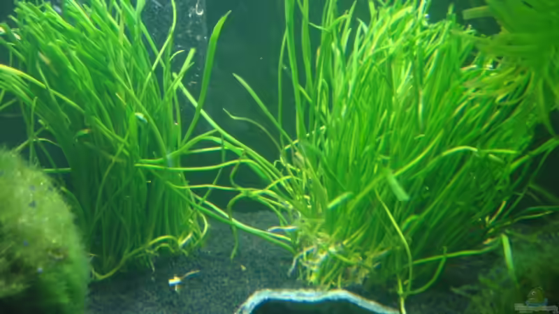 Lilaeopsis macloviana  von Markus96 (8)