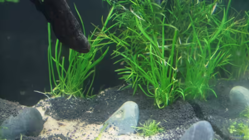 Lilaeopsis mauritiana im Aquarium pflanzen (Einrichtungsbeispiele mit Mauritius-Graspflanze)