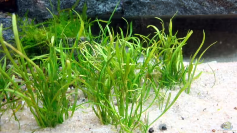 Lilaeopsis mauritiana im Aquarium pflanzen (Einrichtungsbeispiele mit Mauritius-Graspflanze)