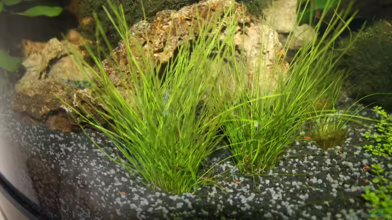 Lilaeopsis mauritiana im Aquarium pflanzen (Einrichtungsbeispiele mit Mauritius-Graspflanze)