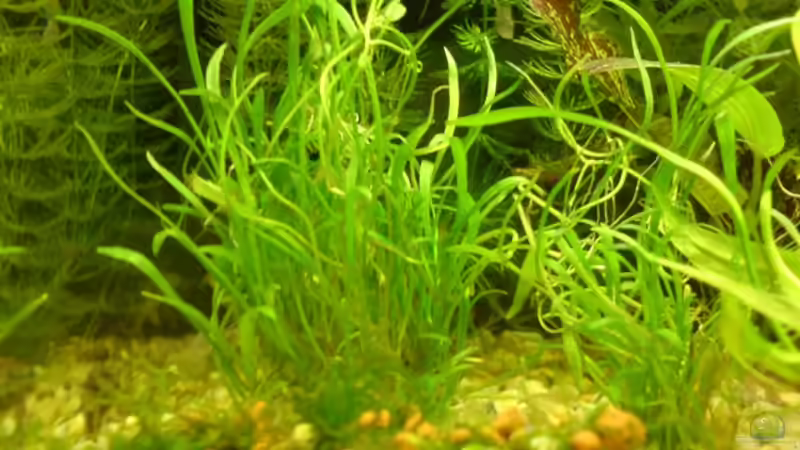 Lilaeopsis novae-zelandiae im Aquarium pflanzen (Einrichtungsbeispiele mit Neuseeland-Graspflanze)