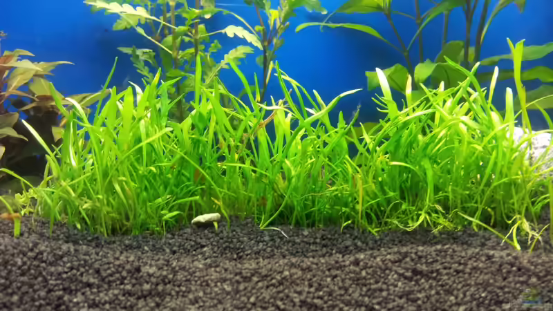 Lilaeopsis stretch von Shiml (3)