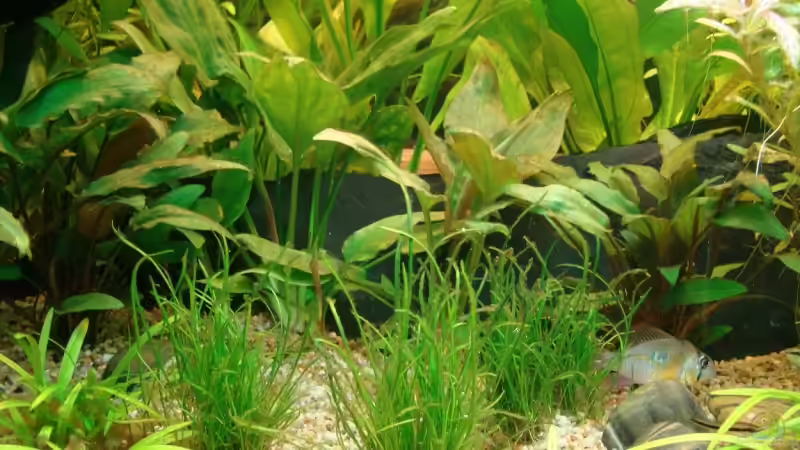 Lileaopsis + Crypto. petchii von bernie-124 (9)