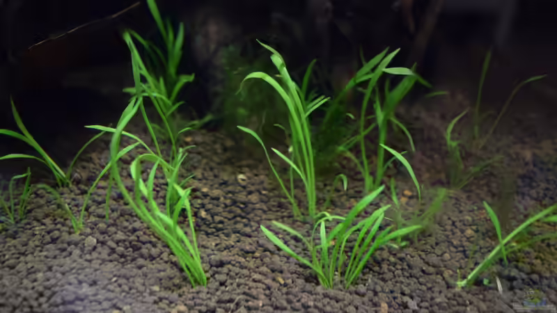 Lilianopsis brasiliensis von Junglist (11)