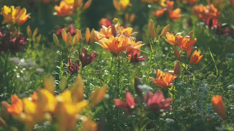 Lilien - Majestätische Schönheiten für den Garten