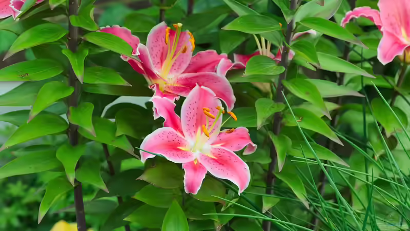 Lilien - Majestätische Schönheiten für den Garten