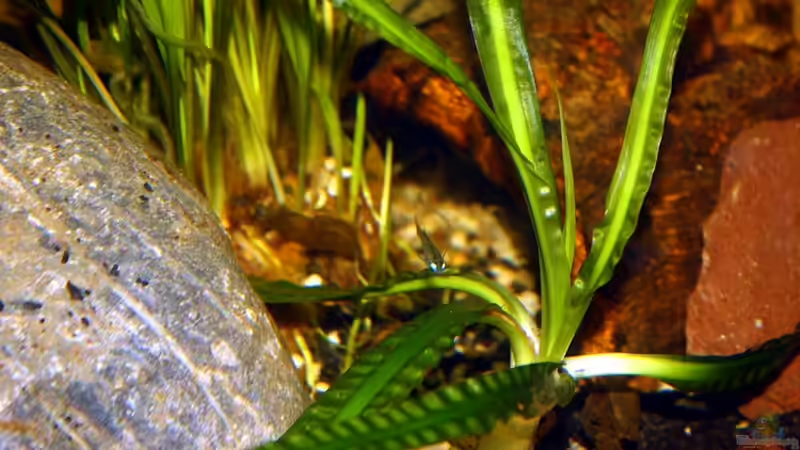 Lilieud im Hintergrund Cryptos von Falk (24)