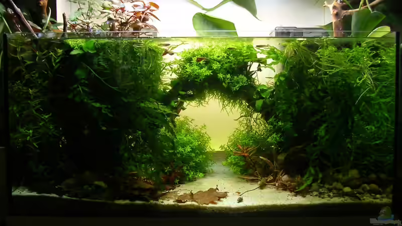 Lillyfish im April von Fredo Fuss (13)