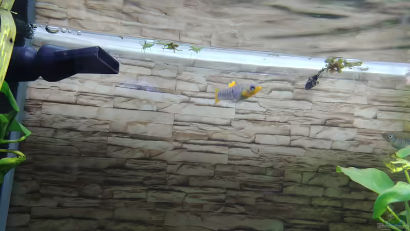 Limia tridens  von Miss Kasimir (16)