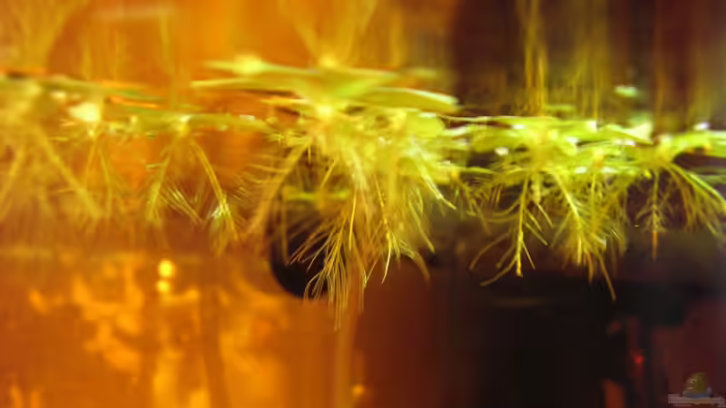 Limnobium laevigatum - südamerik. Froschbiss / 20.07.2013 von Südamerikafreak BK (26)