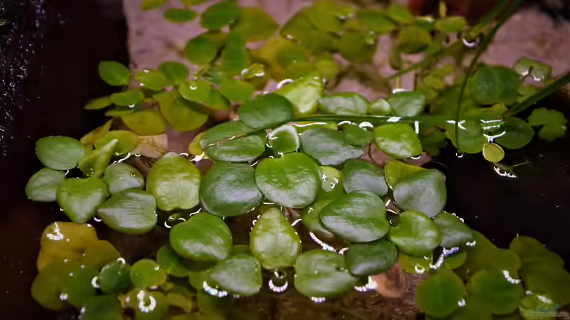 Limnobium laevigatum ??? Südamerikanischer Froschbiss von Junglist (12)