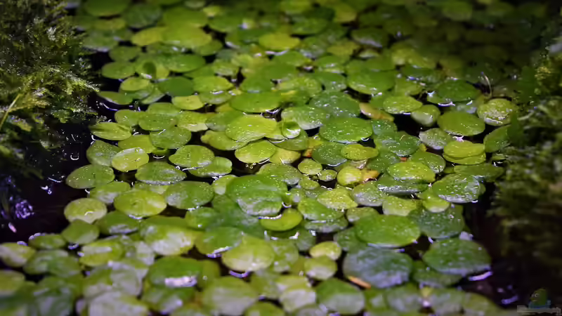Limnobium laevigatum ??? Südamerikanischer Froschbiss von Junglist (19)