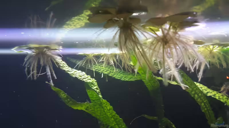 Limnobium laevigatum (Südamerikanischer Froschbiss) von Mattl (3)