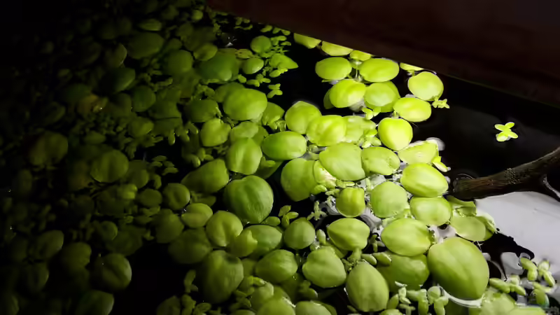 Limnobium laevigatum und Lemna minor/Schwimmpflanzen zum Schutz von oben und als von mikeschchaos (5)