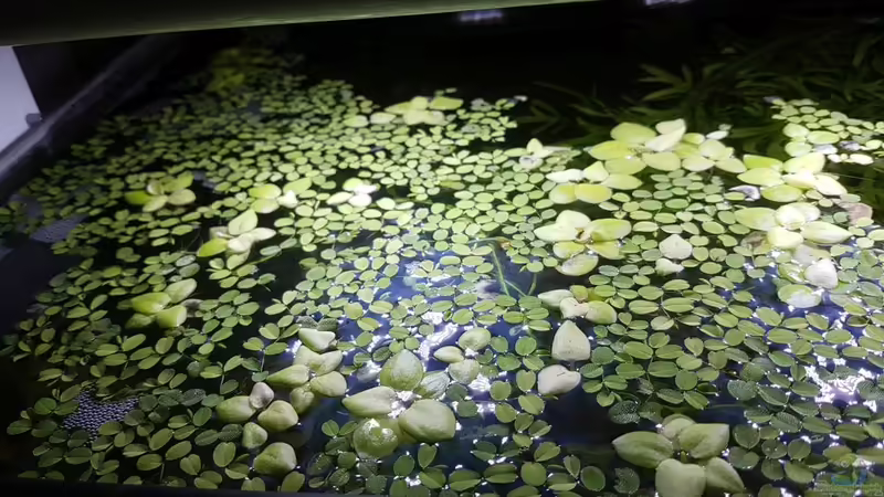 Limnobium laevigatum und Salvinia auriculata  von YoshiMaus (12)