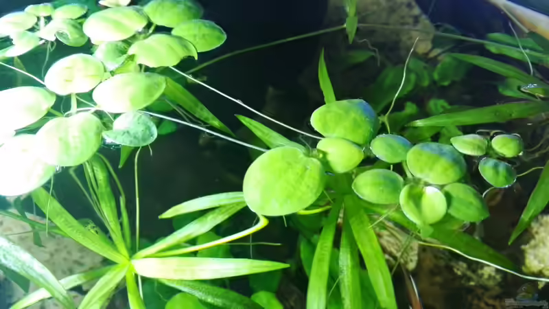 Limnobium laevigatum von David Schneider Aquaristik (14)