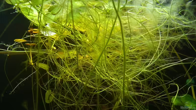 Limnobium laevigatum von Die kleine Meerjungfrau (26)