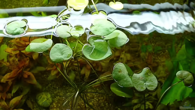 Limnobium laevigatum von Die kleine Meerjungfrau (27)