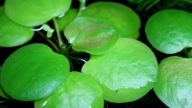 Limnobium laevigatum von die Perle... (14)