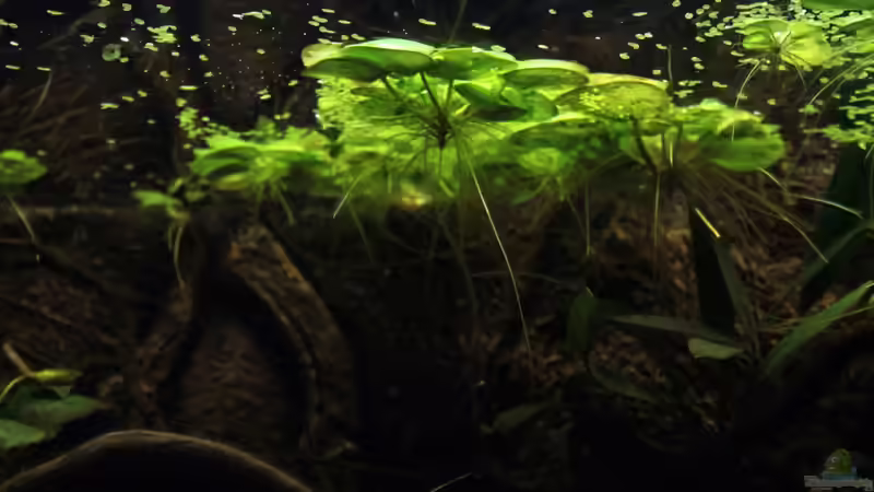 Limnobium laevigatum von die Perle... (24)