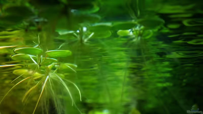 Limnobium laevigatum von Guido Seifert (12)