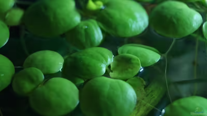 Limnobium laevigatum von Guido Seifert (20)