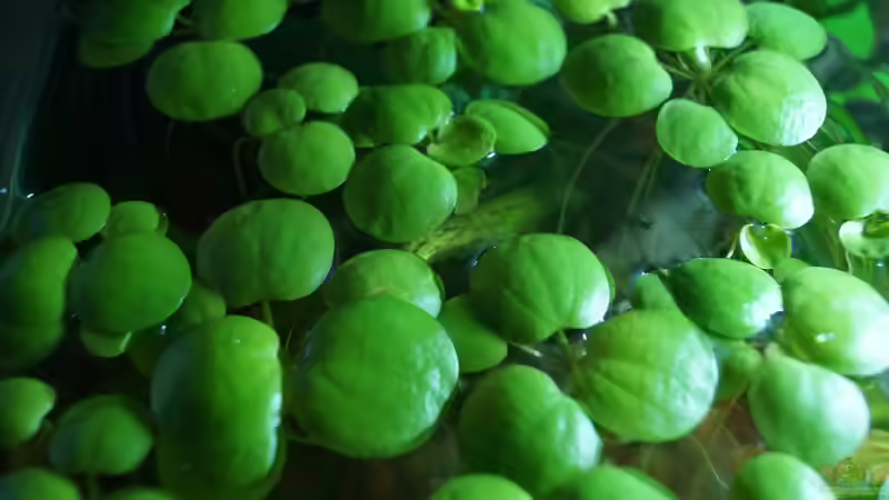 Limnobium laevigatum von Guido Seifert (21)