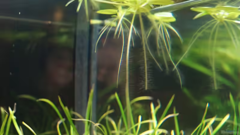 Limnobium laevigatum von Guido Seifert (22)