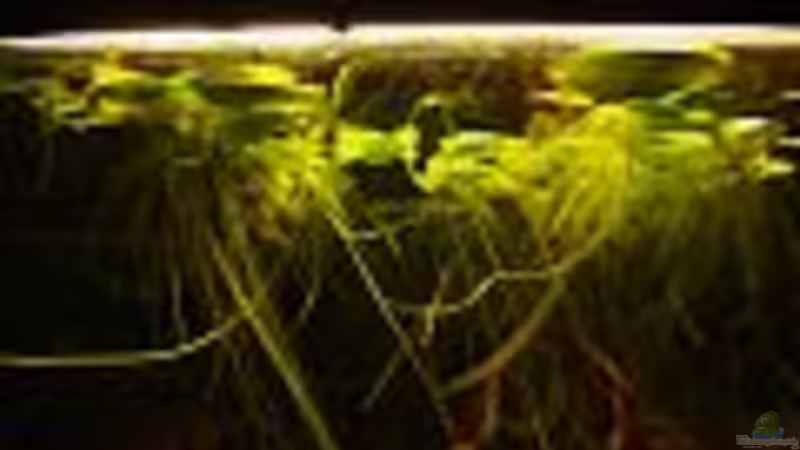 Limnobium laevigatum von ingrid (9)