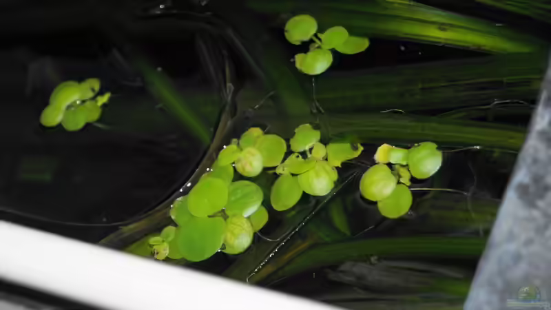 Limnobium laevigatum von Theresa Horak (6)