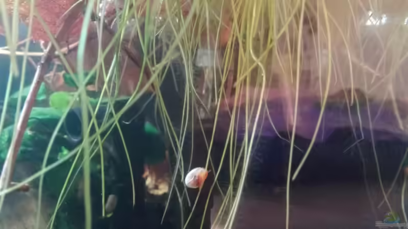 Limnobium laevigatum Wurzeln von David Schneider Aquaristik (18)