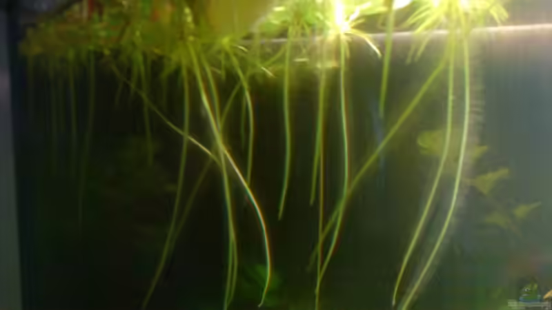 Limnobium von Marcus Roth (14)