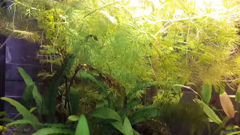 Limnophila, Javamoos und Ceratophyllum von Michael Dreher (5)