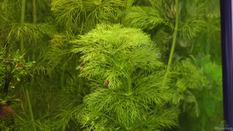 Limnophila aquatica  von Alexander Grimmer (8)