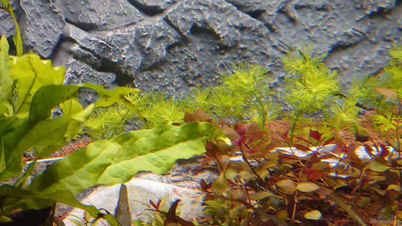 Ludwigia palustris im Aquarium pflanzen (Einrichtungsbeispiele für Goldbraune Ludwigie)