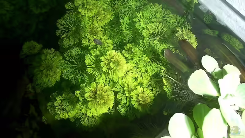 Limnophila Aquatica von Christian Müller (7)