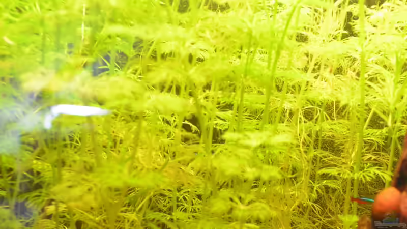 Limnophila aquatica von Jan Marc (4)