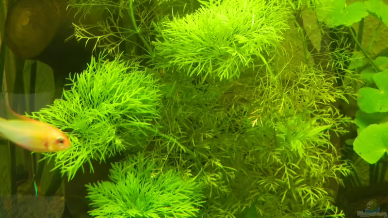 Limnophila aquatica von Life (22)