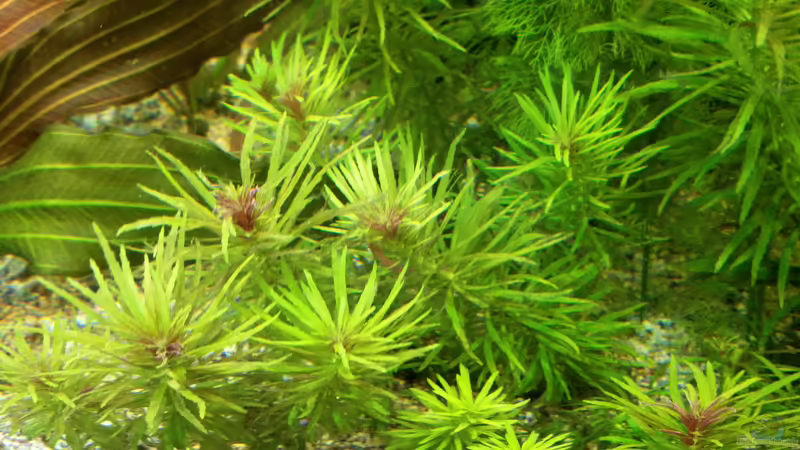 Limnophila aromatica im Aquarium pflanzen (Einrichtungsbeispiele mit Aromatischer Sumpffreund)