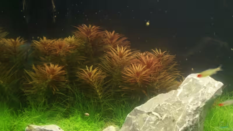 Limnophila aromatica im Aquarium pflanzen (Einrichtungsbeispiele mit Aromatischer Sumpffreund)