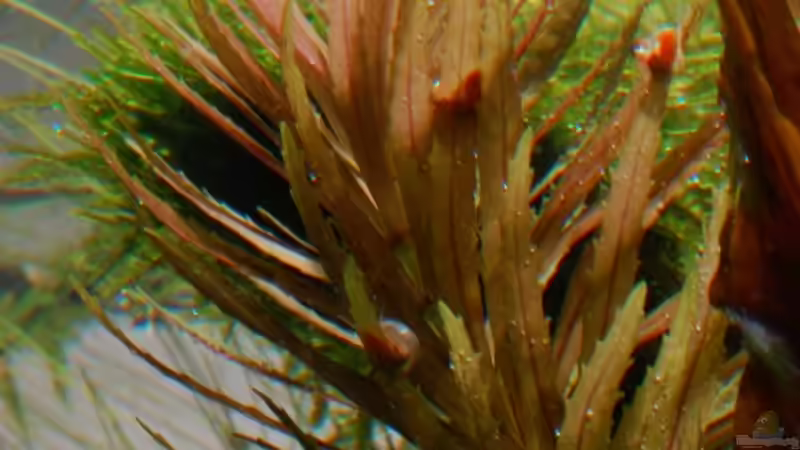 Limnophila aromaticoides von Kuro-Schio (10)