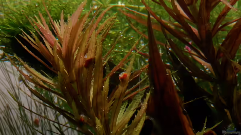 Limnophila aromaticoides von Kuro-Schio (9)