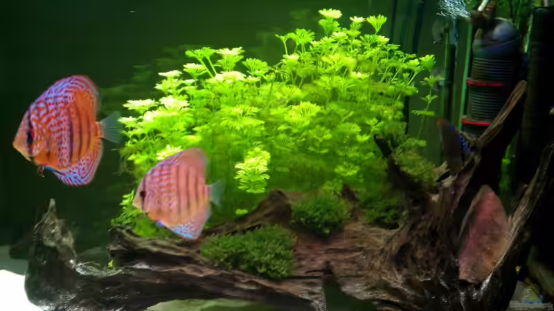 Limnophila heterophylla - kleine Ambulia; Wachsen, wachsen und wachsen.. und müssen wöchentl. beim Wasserwechsel geschnitten werden von diskuseum (10)