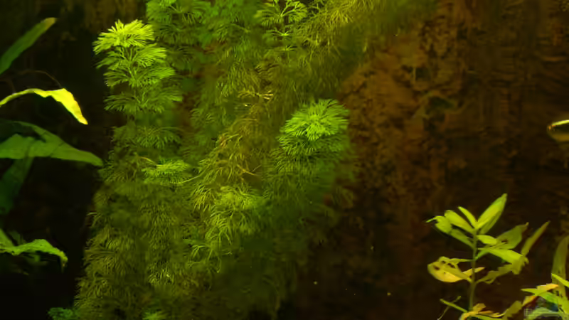 Limnophila heterophylla im Aquarium pflanzen (Einrichtungsbeispiele mit Verschiedenblättriger Sumpffreund)