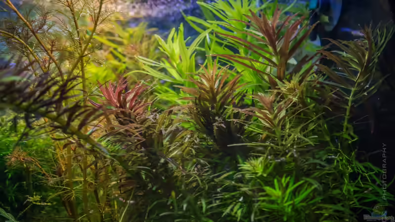 Limnophila hippuridoides vs. Pogostemon stellatus + Broadleaf 26.12.15 von Betta Chris (36)