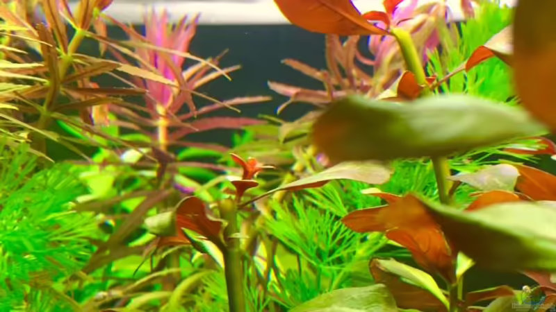 Limnophila hippuridoides im Aquarium pflanzen (Einrichtungsbeispiele mit Tannenwedelähnlicher Sumpffreund)