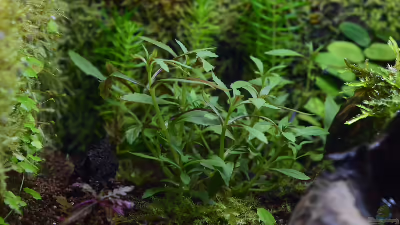 Limnophila hippuridoides im Aquarium pflanzen (Einrichtungsbeispiele mit Tannenwedelähnlicher Sumpffreund)