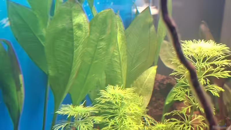 Limnophila sessiflora und Echinodorus bleheri von ernst11 (10)