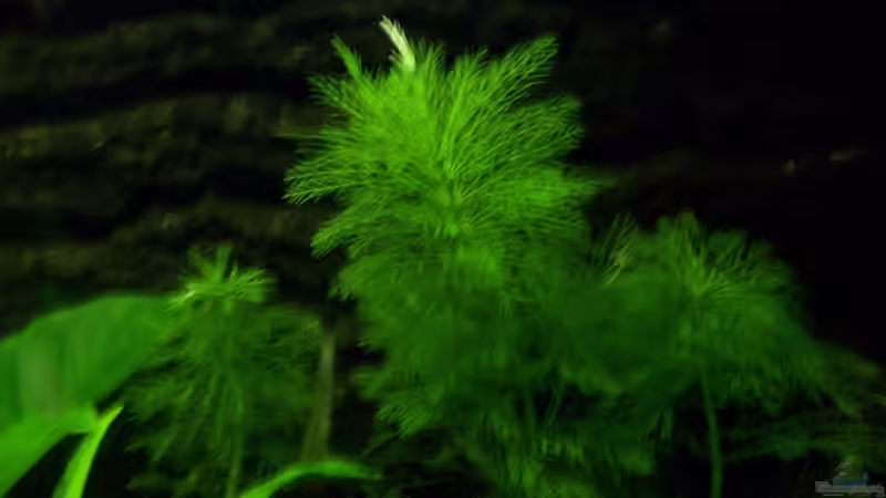 Limnophila sessiliflora - Blütenstielloser Sumpffreund  von Zwergbuntbarschfan (6)