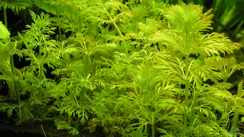 Limnophila sessiliflora - Kleine Ambulia von Peggy (3)